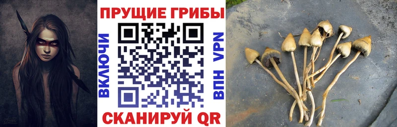 Псилоцибиновые грибы Psilocybine cubensis как найти закладки Монино